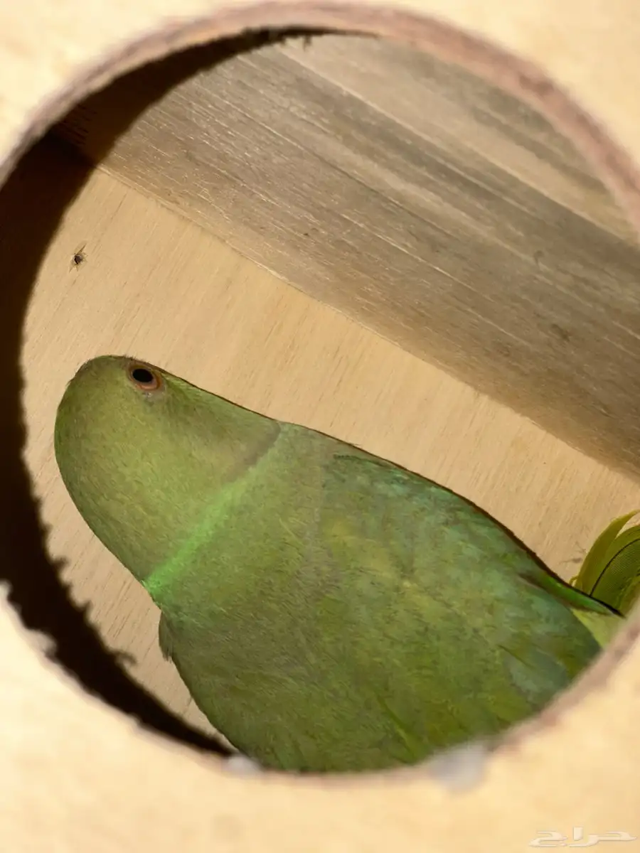 دره هنديه منتجه 2