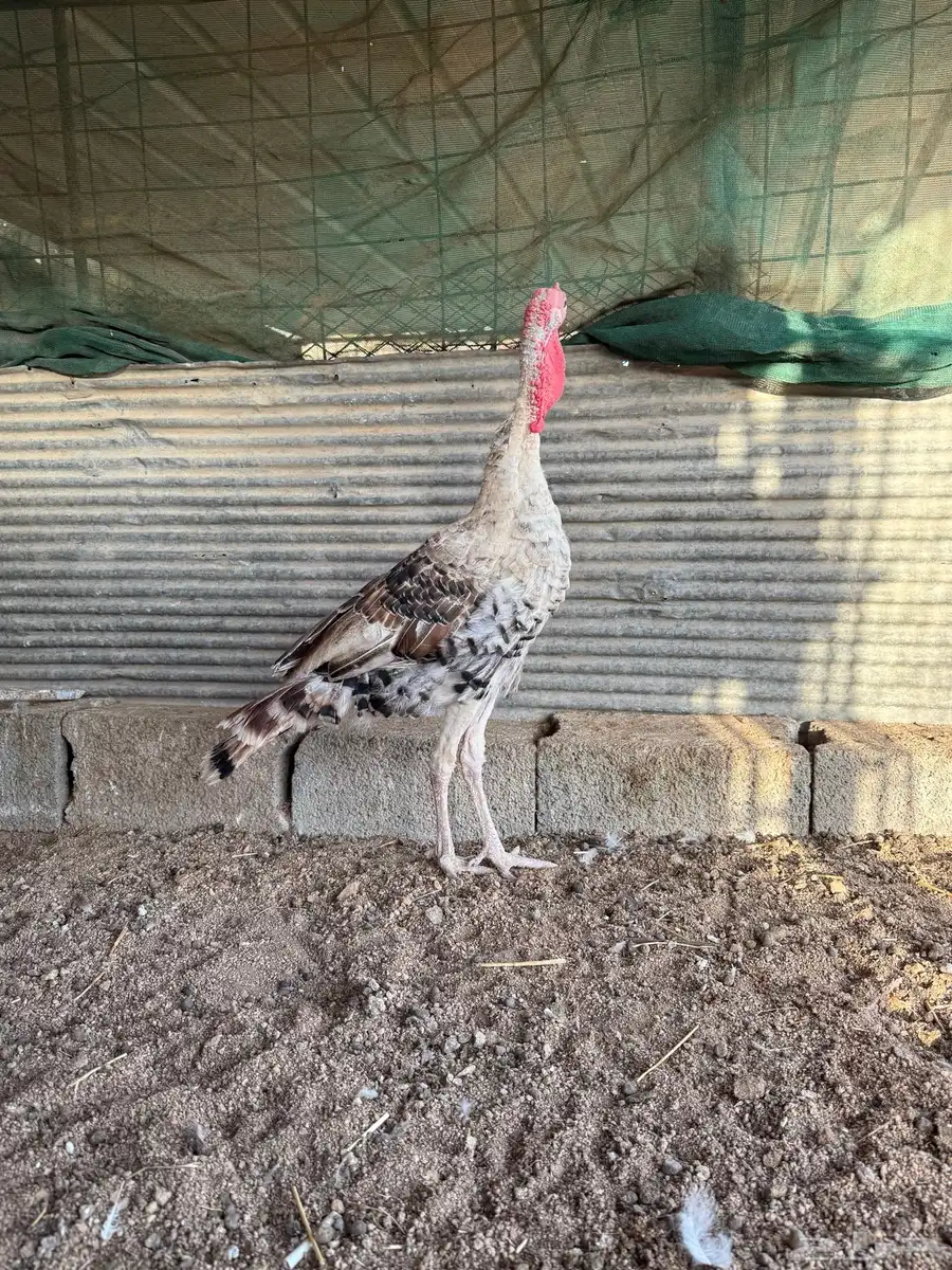 فروخ رومي فاخر 2