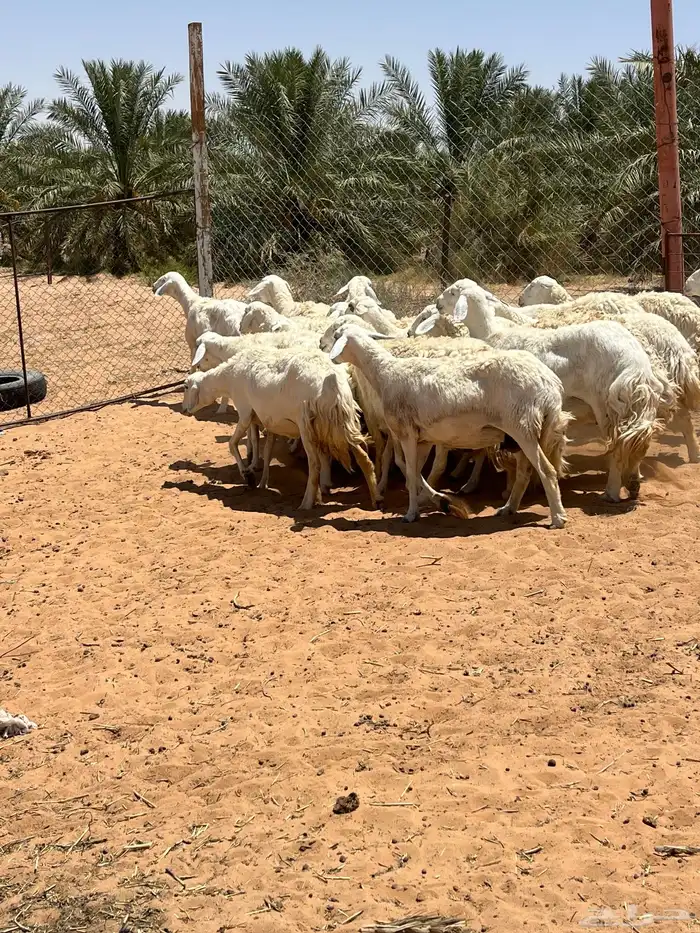 للبيع حريات والد 0