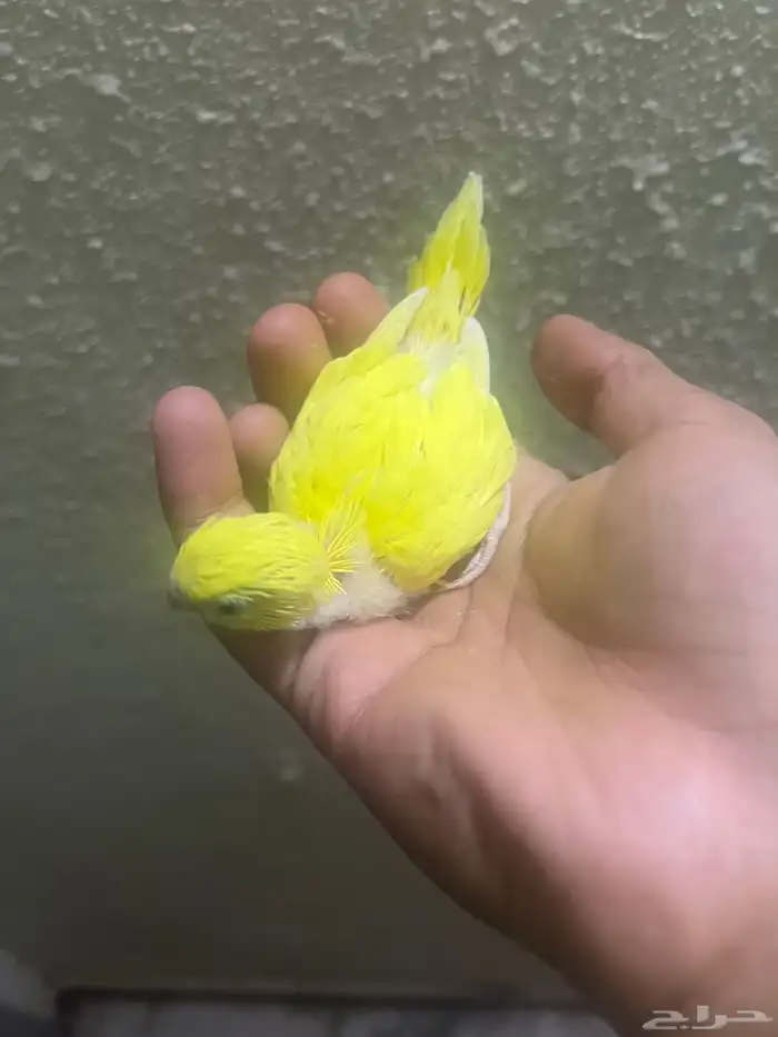 فرخ بادجي للبيع 10