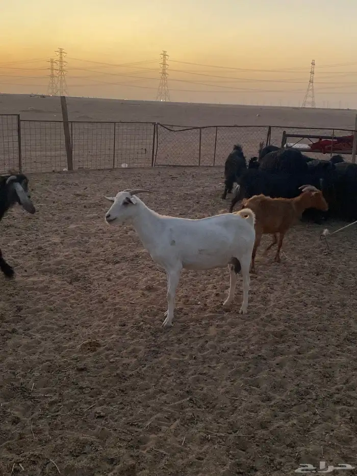 معزا مراح 1