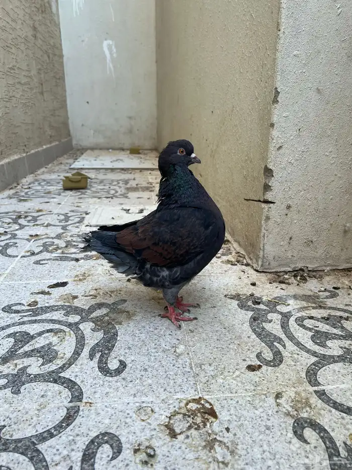 للبيع حمام كنق منتج 7