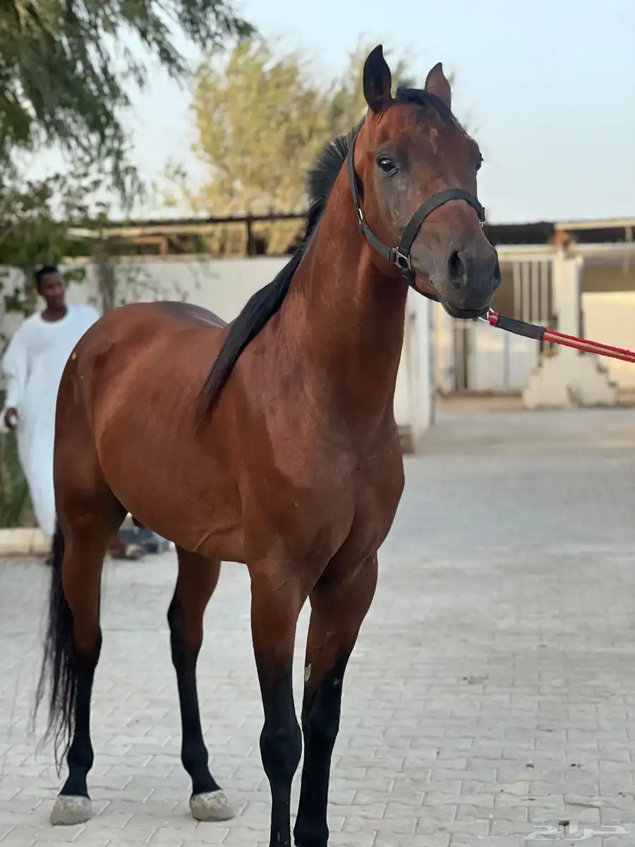 حصان واهو 0