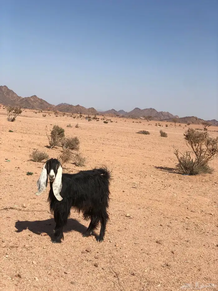 عنز طيبه 0