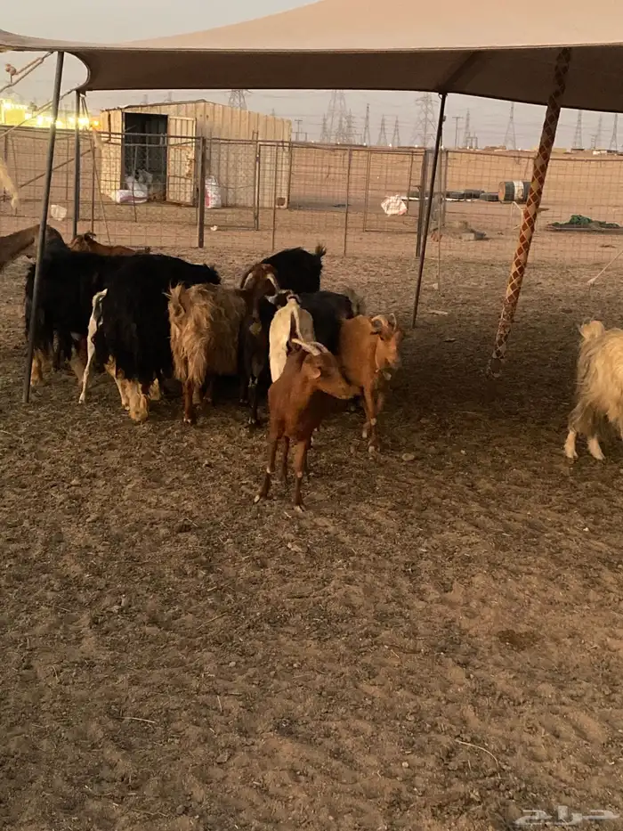 معزا مراح 2