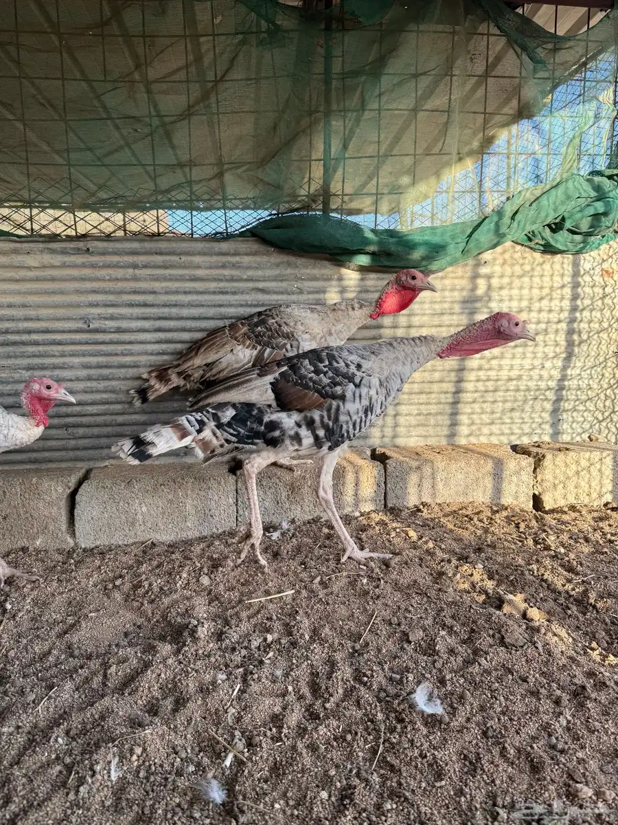 فروخ رومي فاخر 3