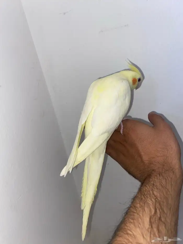 كروان اليف جدا 3