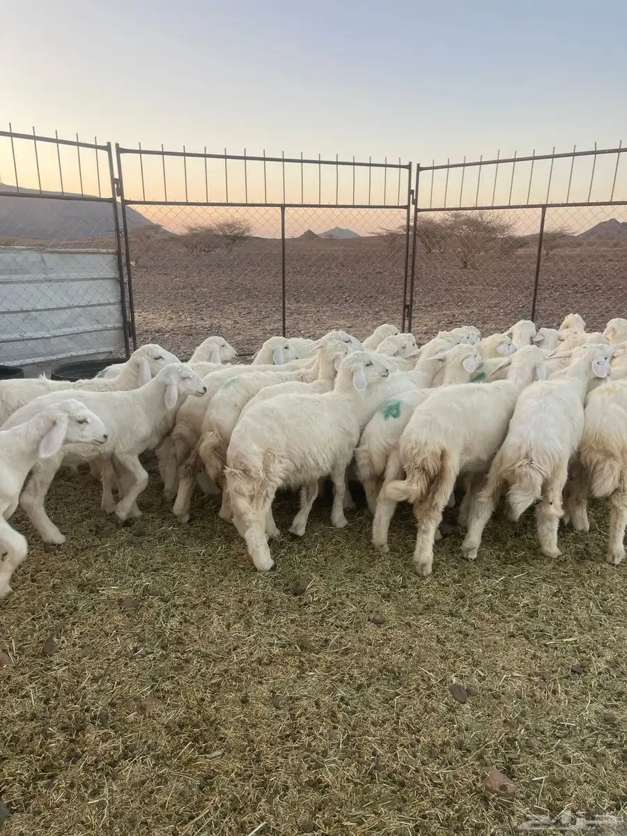 طليان ( تم البيع ) 3
