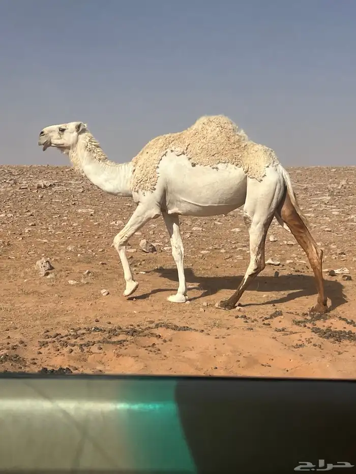 حايل ماشق نابها 1