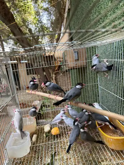 اجواز جاوا منتجه الوان متعدده 1