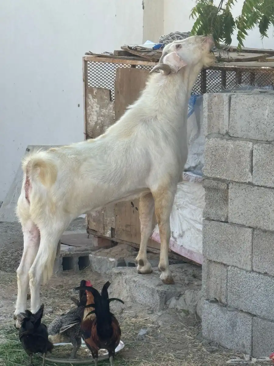 فحل بيشي عارضي 1