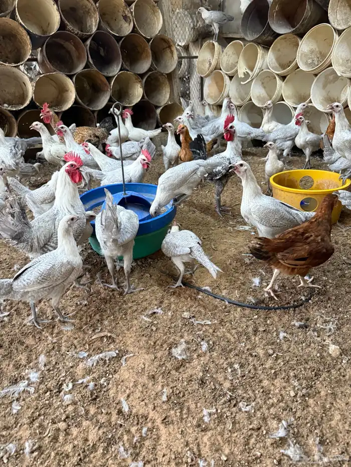 دجاج بشاير فيومي المنيوم 2