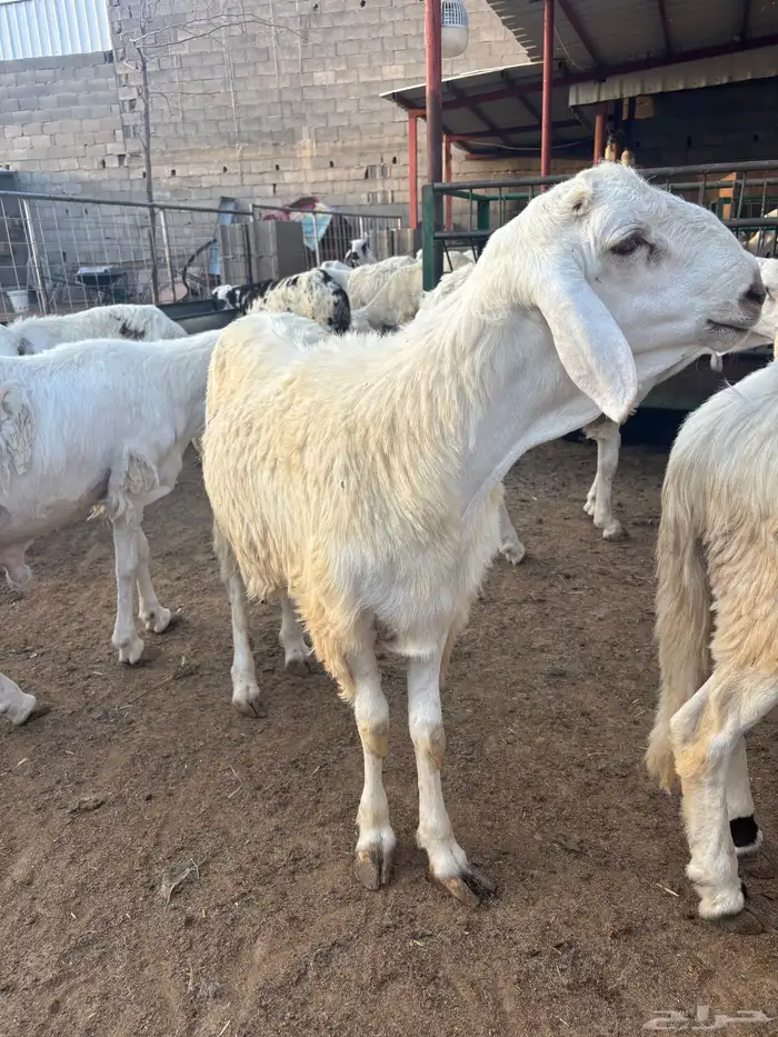 القصيم بريده 1