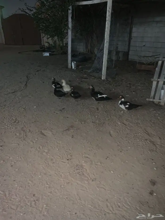 بط بلدي للبيع خمس إناث مع ذكر 3