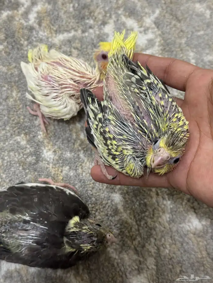 فروخ كروان تم البيع 1