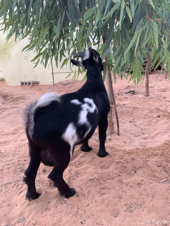 ماعز قزم 5