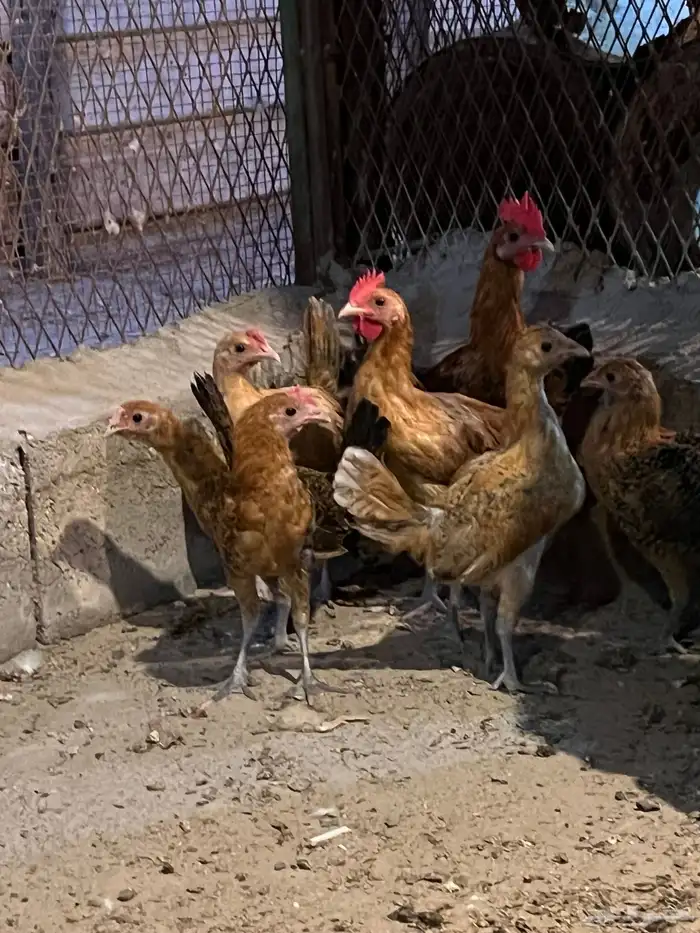 فروخ دجاج 1