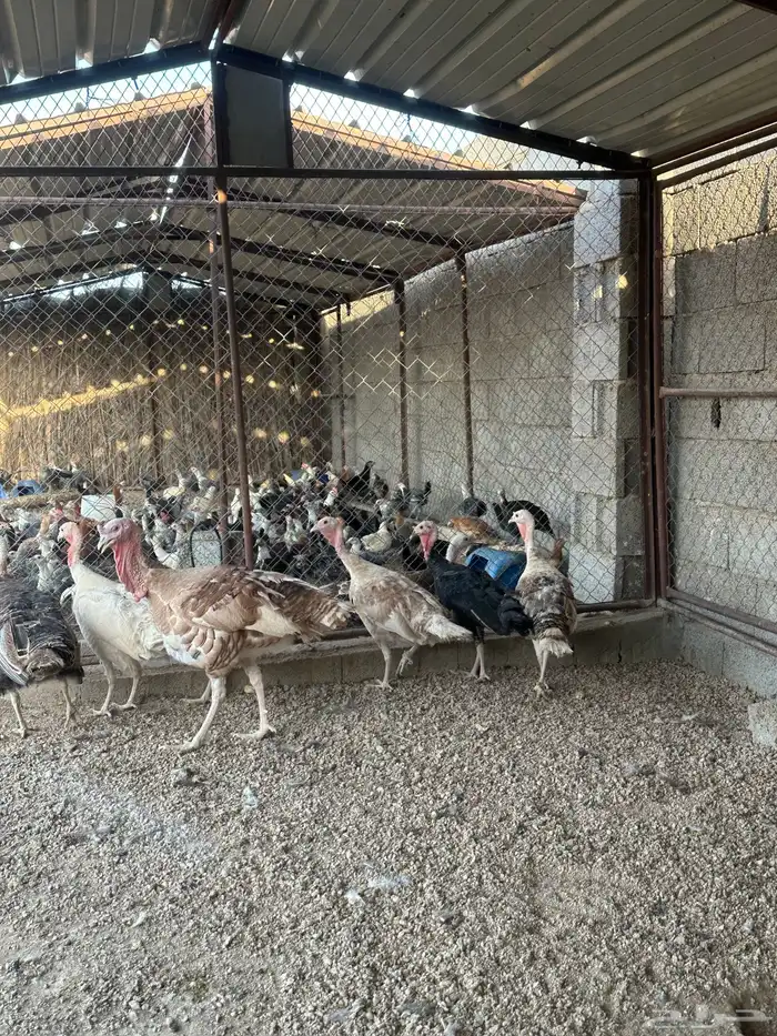 رومي منتج 0