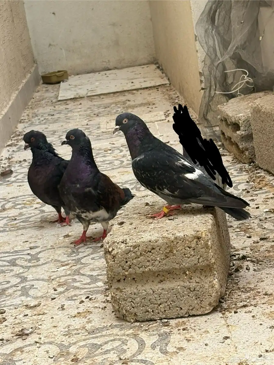 حمام 6