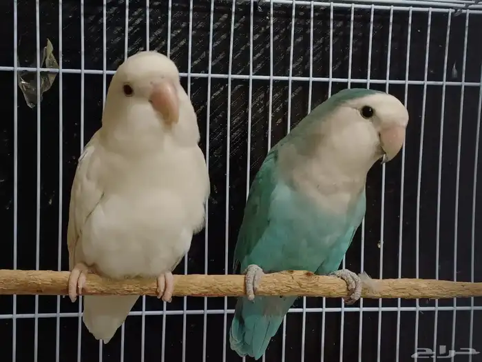 بادجي اليف روز اليف هدد 7