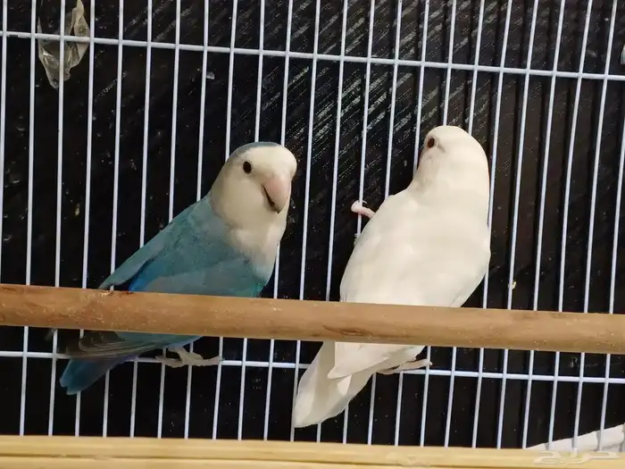 بادجي اليف روز اليف هدد 6