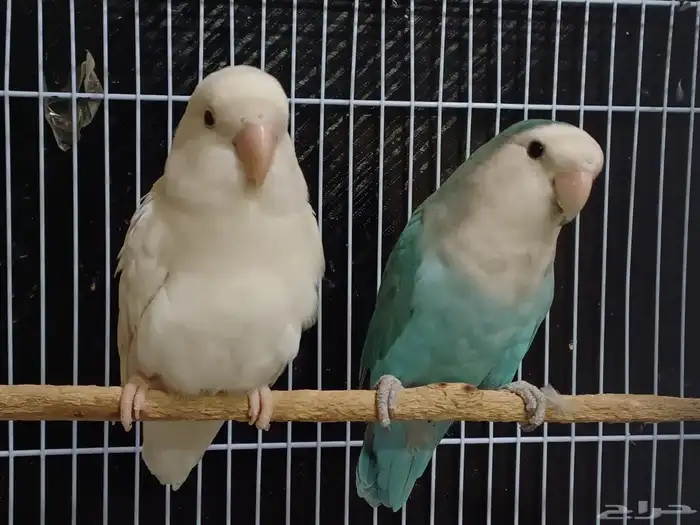 بادجي اليف روز اليف هدد 5