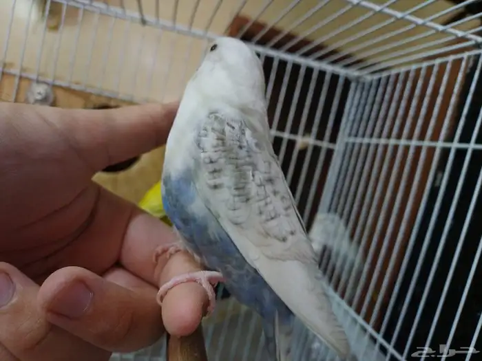 بادجي اليف روز اليف هدد 15