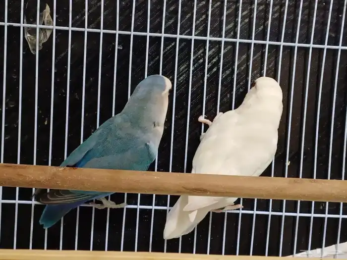 بادجي اليف روز اليف هدد 13