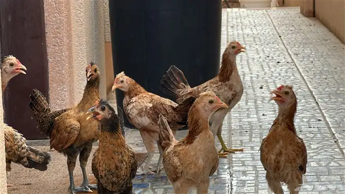 دجاج و ديكة للبيع 0