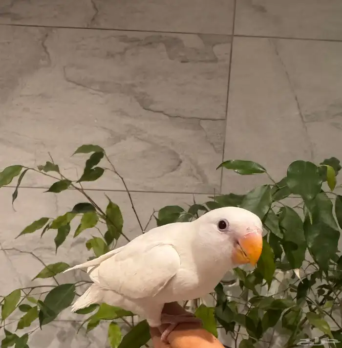 فرخ روز البينو نهاية غر تم البيع 1