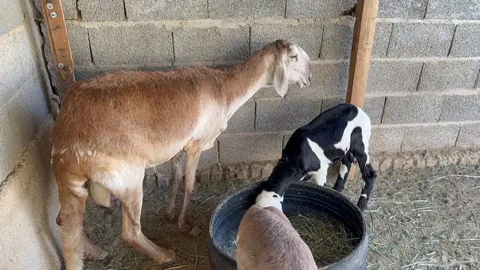 ساكنية متبع بتوم 4