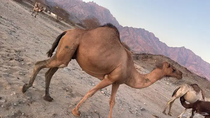 ابل ناقتين ناقه لقح ومعها قعودها وناقه خلفه معها حاشيها 4
