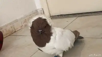 جوز حمام ذكر وأنثى صحه جيده خاليه من الأمراض منتجه 1
