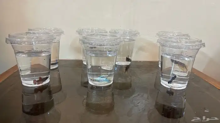 اسماك الفايتر 6