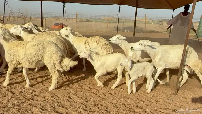 ما شاء الله تبارك الله اعرض لكم غنم حريات خلفات 12