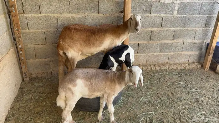 ساكنية متبع بتوم 0