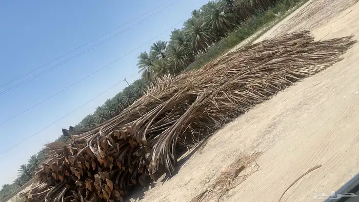 سعف جريد النخل 0
