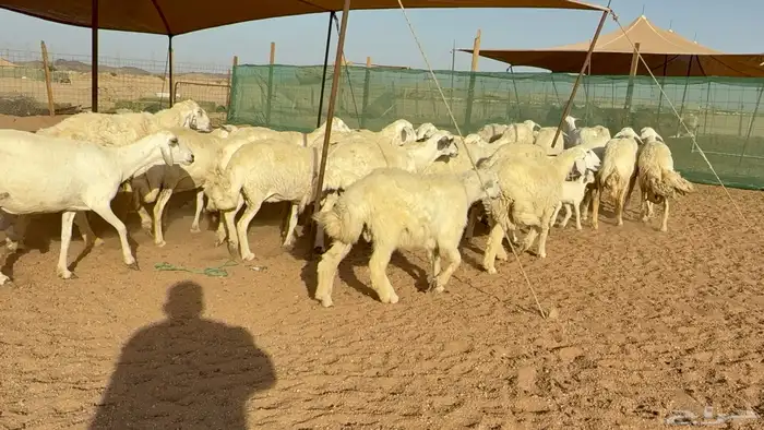 ما شاء الله تبارك الله اعرض لكم غنم حريات خلفات 4