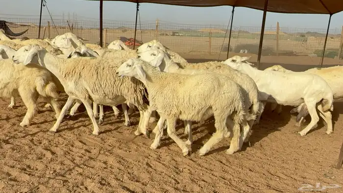 ما شاء الله تبارك الله اعرض لكم غنم حريات خلفات 13