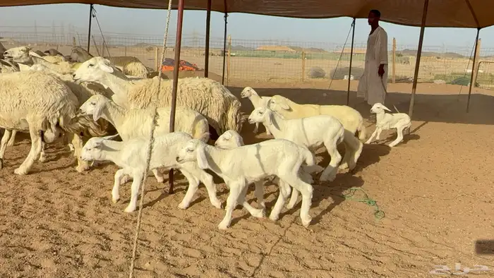 ما شاء الله تبارك الله اعرض لكم غنم حريات خلفات 6