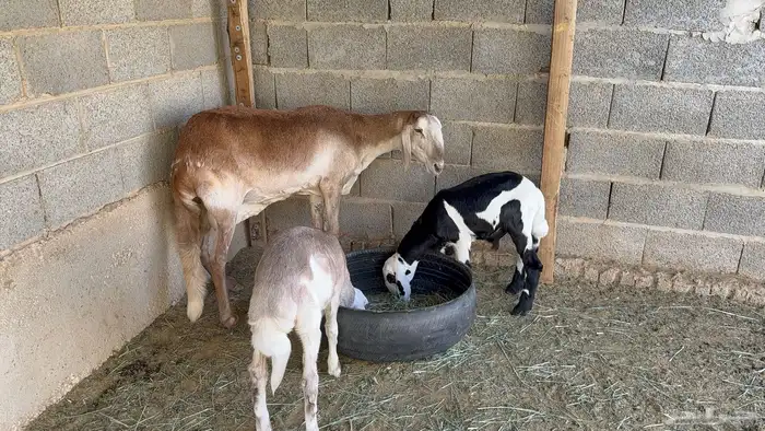 ساكنية متبع بتوم 3
