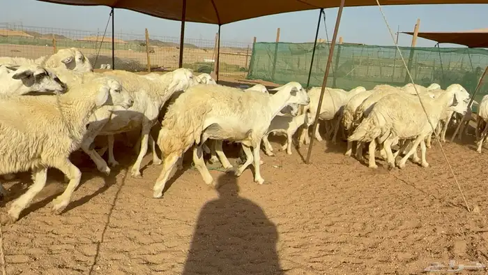 ما شاء الله تبارك الله اعرض لكم غنم حريات خلفات 3