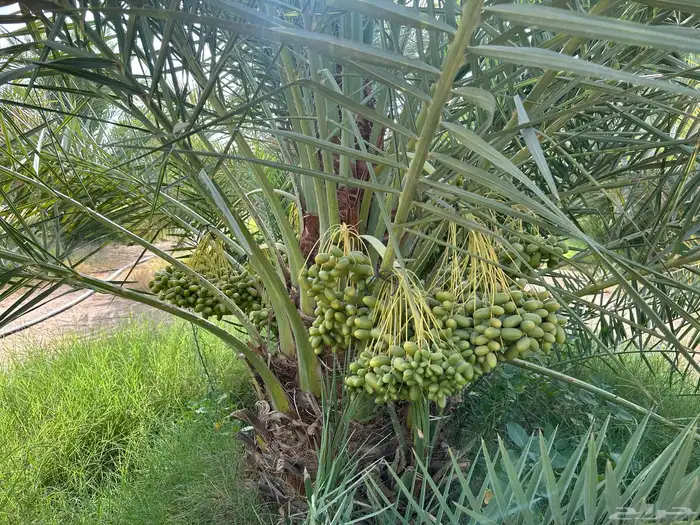 للبيع بالجملة إنتاج المزرعة من التمور 5