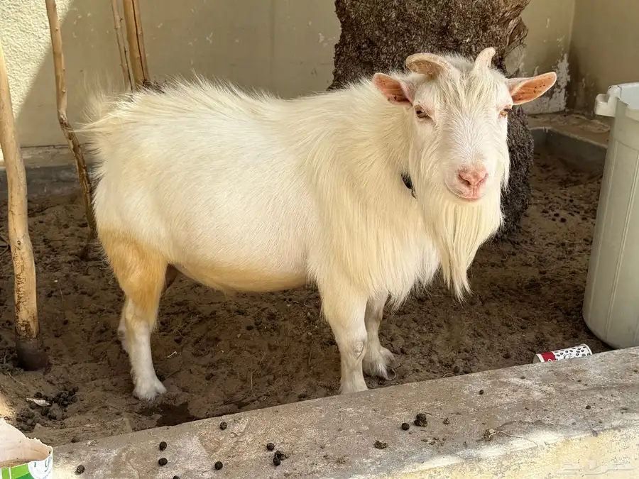 ماعز قزم 2