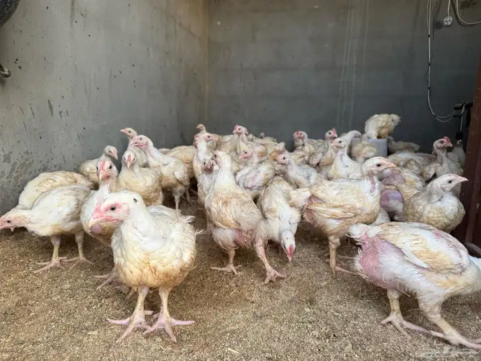 لأصحاب المطاعم و الشركات 2