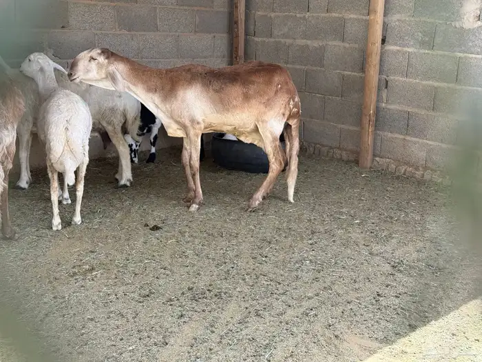 ساكنية متبع بتوم 6