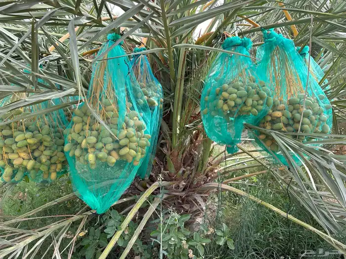 للبيع بالجملة إنتاج المزرعة من التمور 1