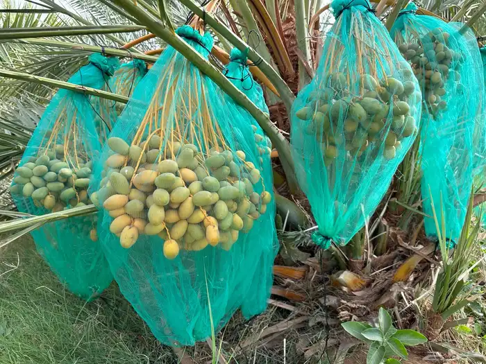 للبيع بالجملة إنتاج المزرعة من التمور 0