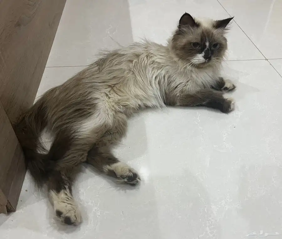 قطط 0