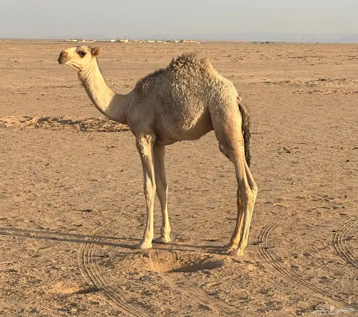 حيران بريه 1